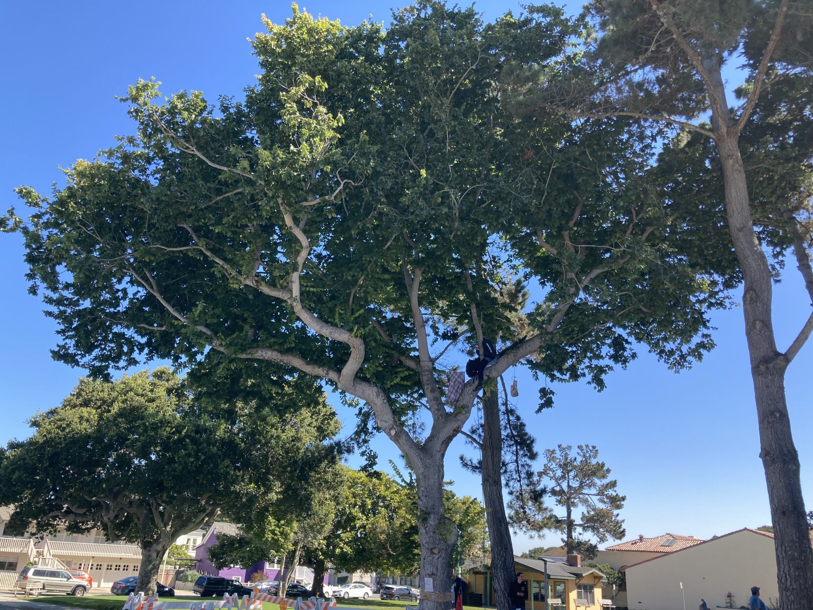 Jewell Park elm tree